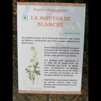 Moutarde Blanche, Sinapis Alba (texte)